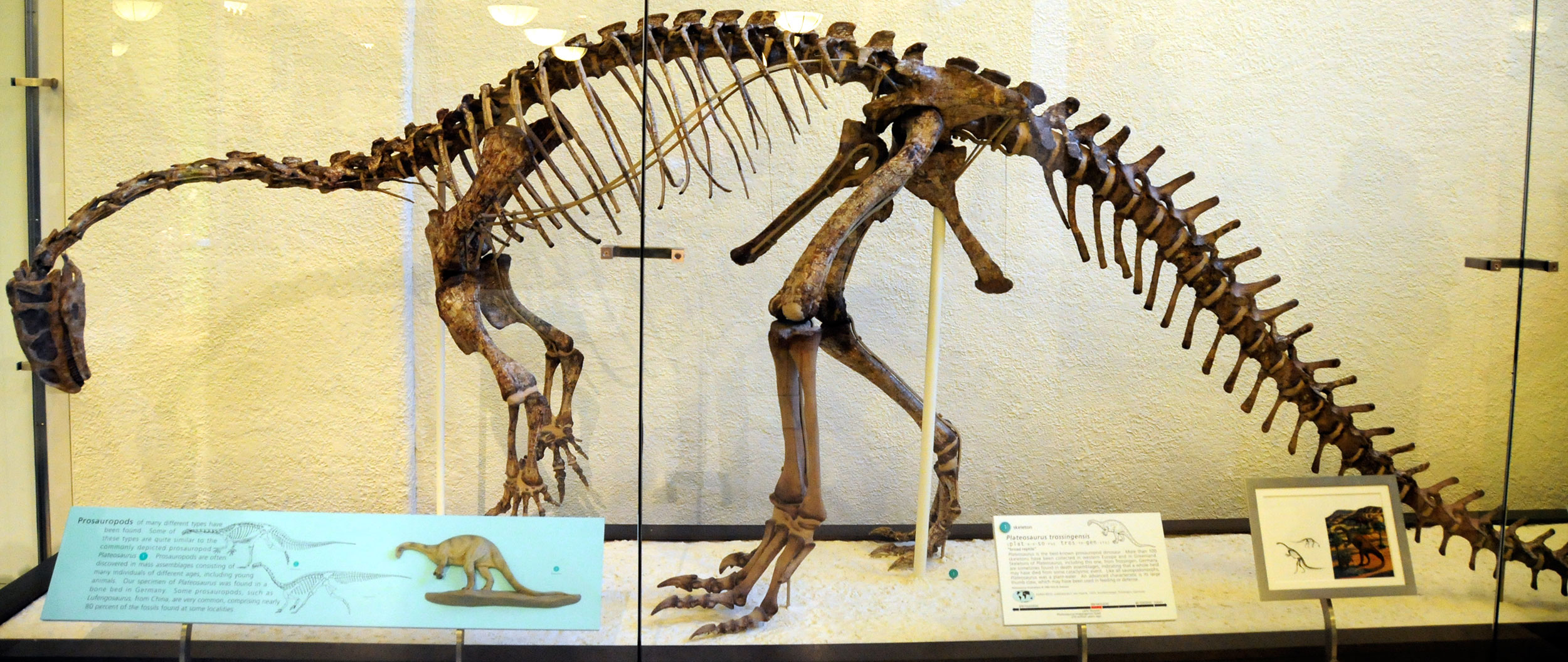 易门龙:中国早期侏罗纪时期的一只植食恐龙