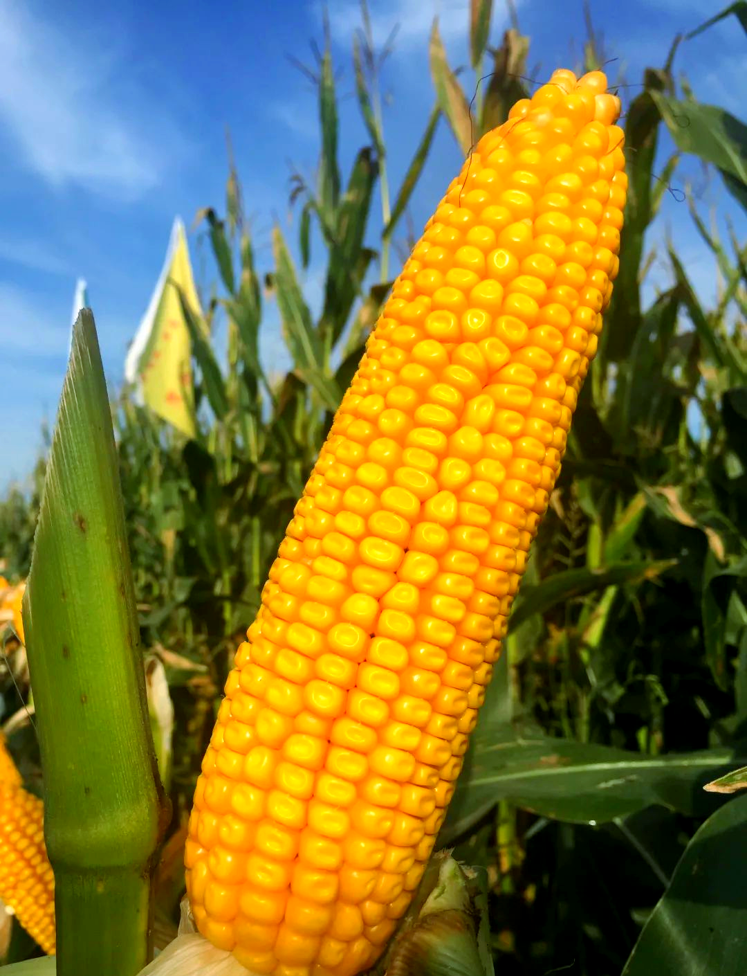 东北大区迪卡玉米品种概览