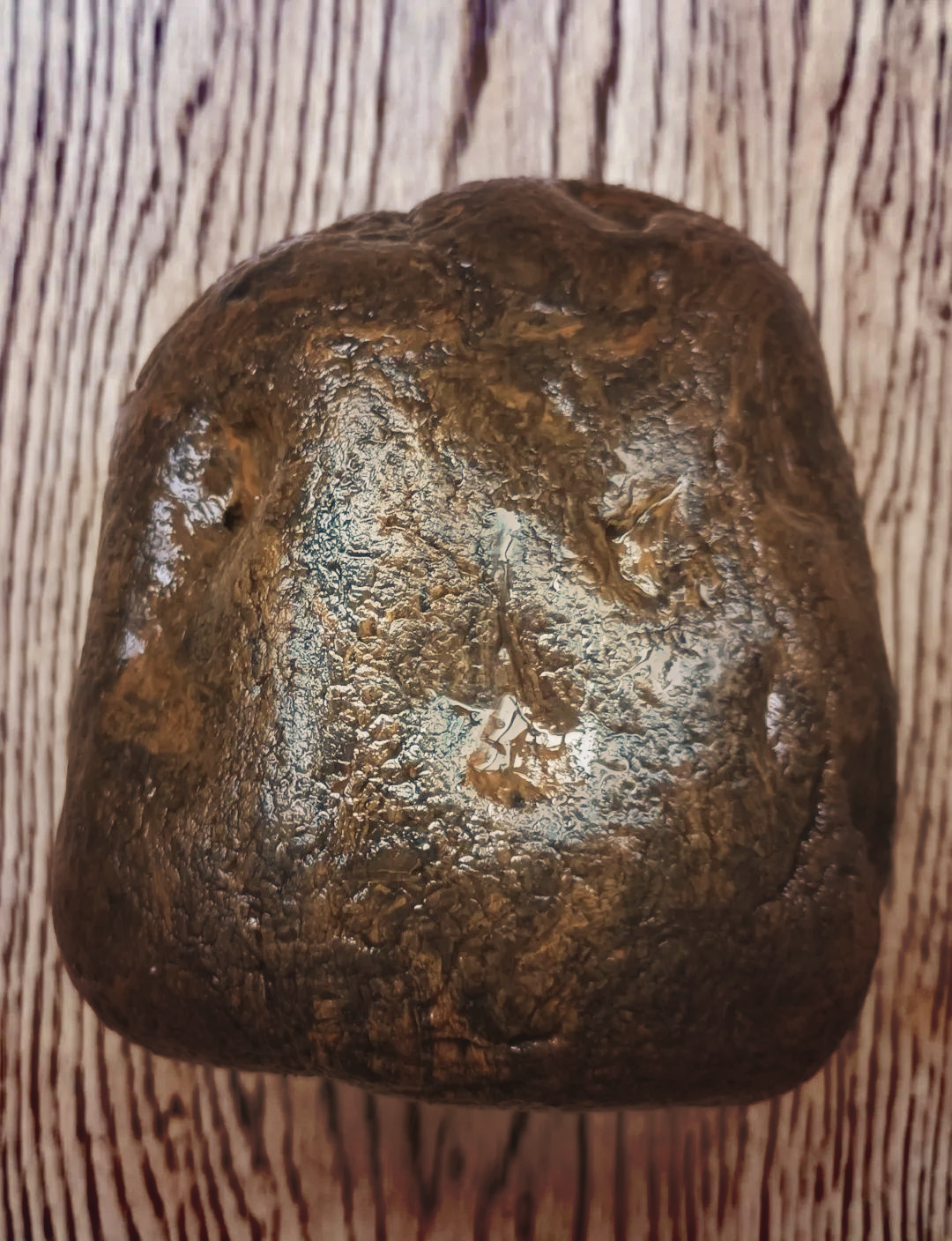 一块充满戏剧性的桫椤化石的奇妙之旅