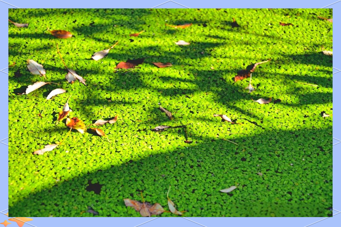 探索浮萍:水中的绿色精灵与中医的宝贵药材