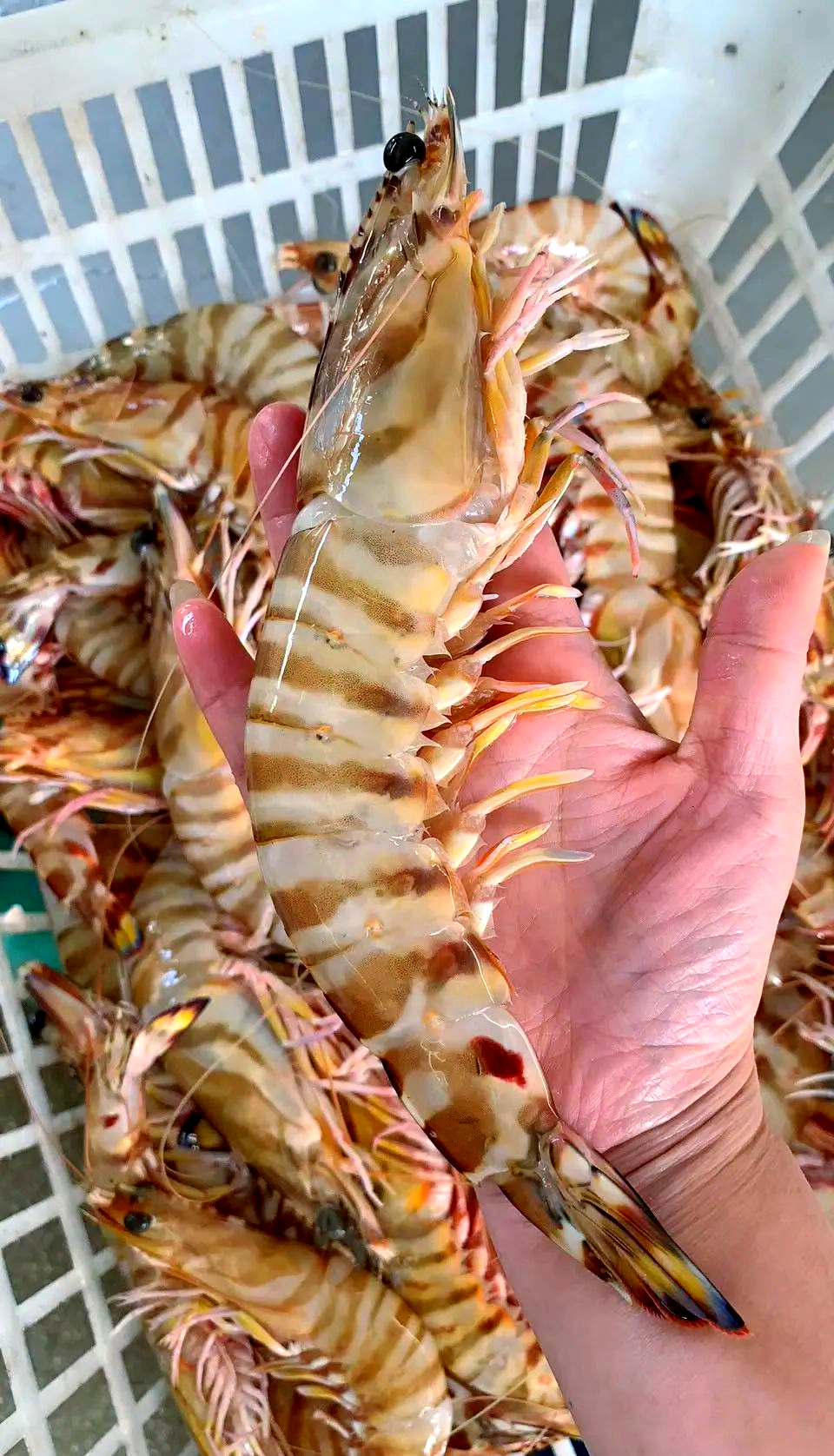 斑节虾:海鲜爱好者的美食天堂