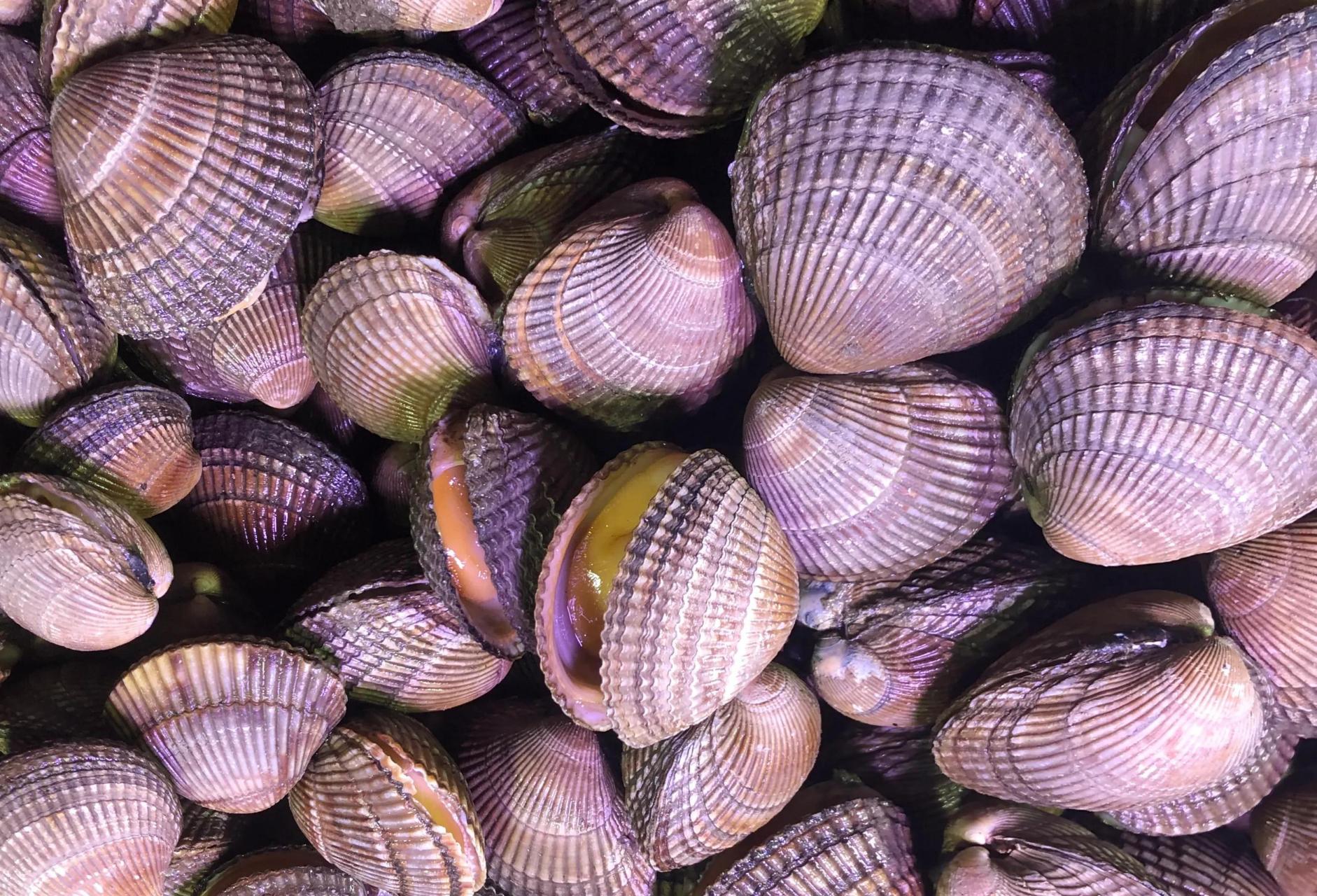 大连头条#在市场上看见鸟贝挺新鲜的,带壳儿的15元二斤,很便宜,想吃