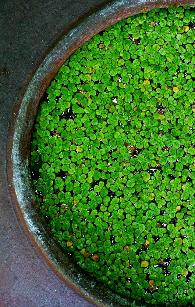 芒种时节,浮萍盛开,展现独特韵味