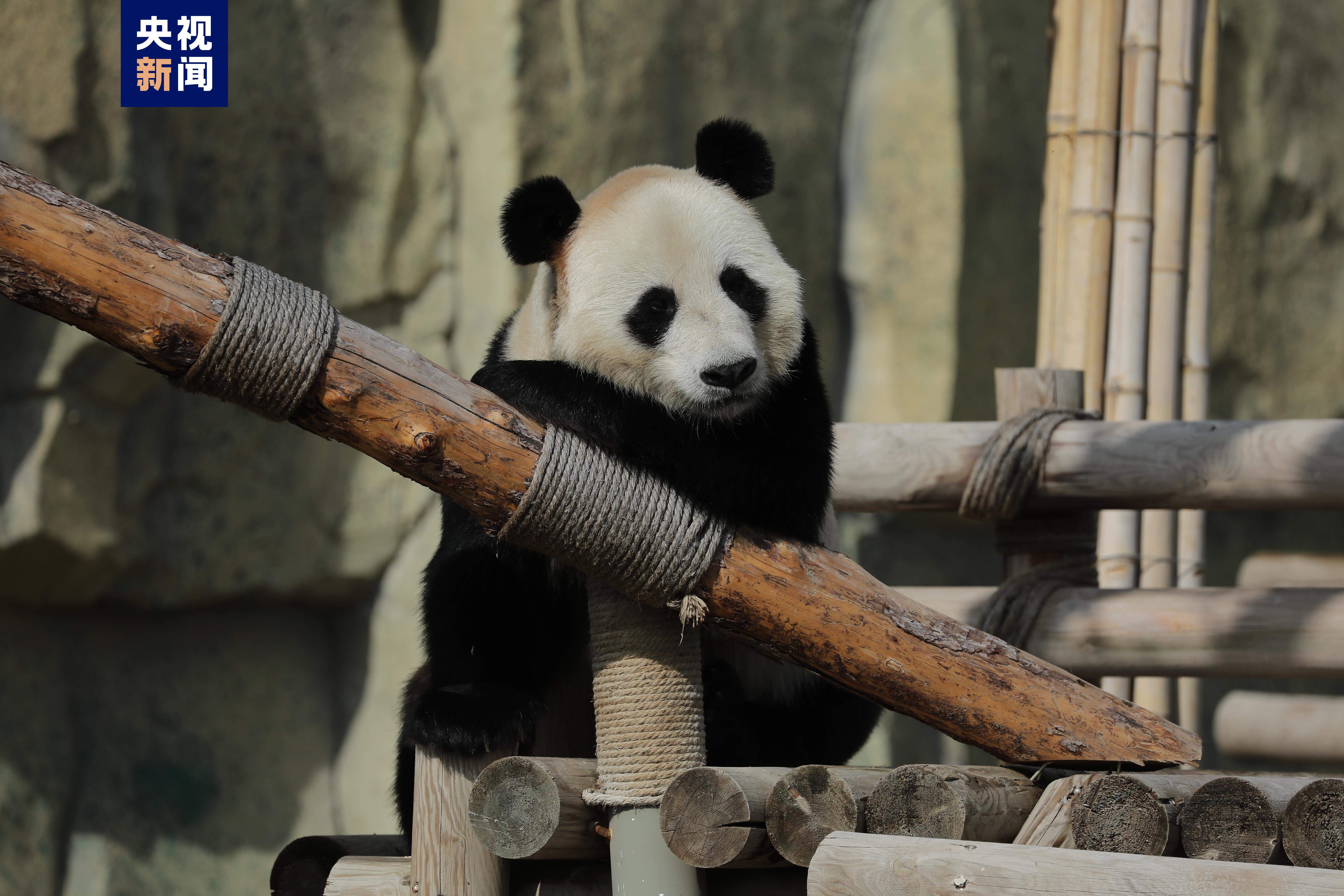 正式亮相!四只大熊猫齐聚兰州野生动物园