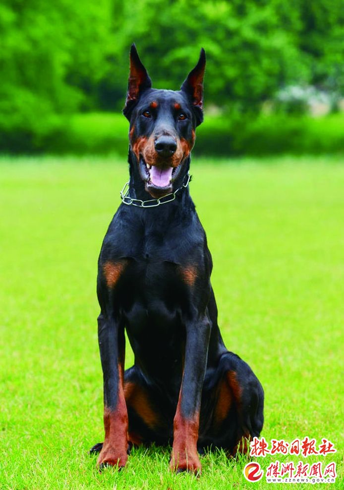 发现小区有杜宾犬,颜小姐给民警打去电话