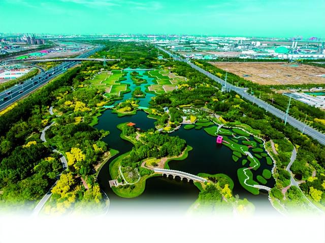 天津港保税区临港湿地公园:绿树成荫鸟欢鸣 繁花香里听夏声