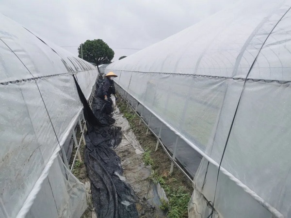 凌晨4点 金山农民压棚挖沟