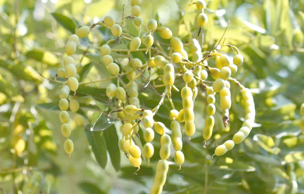 北京9天没出门,国槐果实引发热议