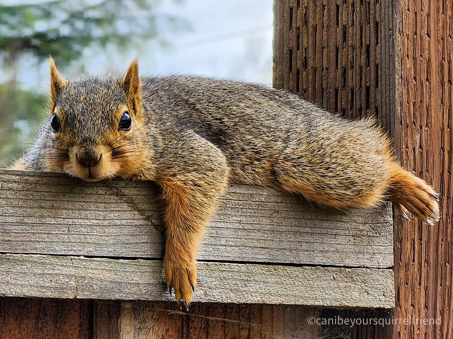 一只棕色的小松鼠