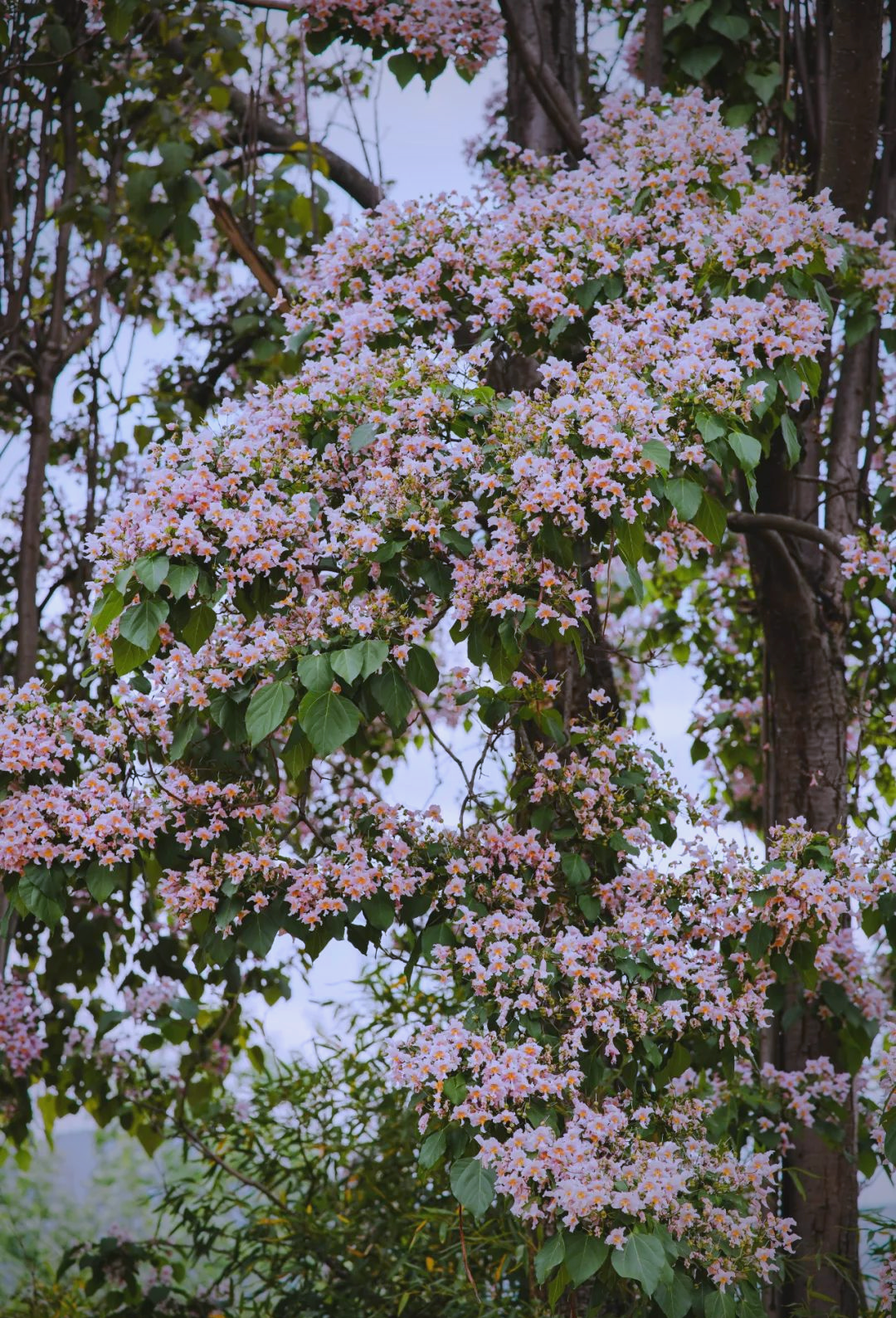楸木花开:繁花似锦,香气四溢,点缀七河镇的春天风景