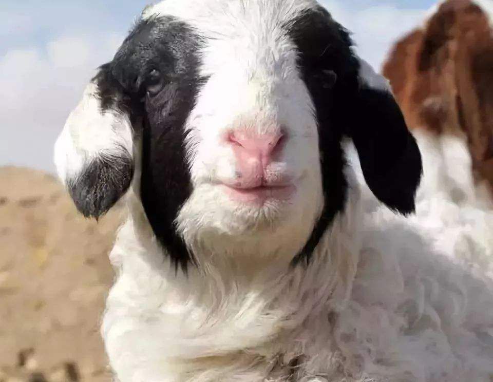 源自内蒙古草原深处的优质羊肉——苏尼特羊