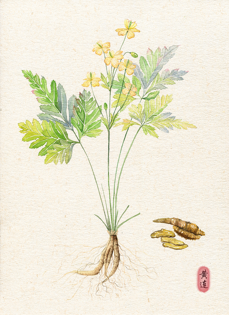古有《神农尝百草》,今一组水彩插画带你认识常见的中草药植物