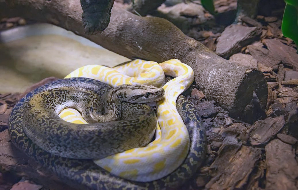 黄金蟒:蛇中的"温柔派",珍贵且独特