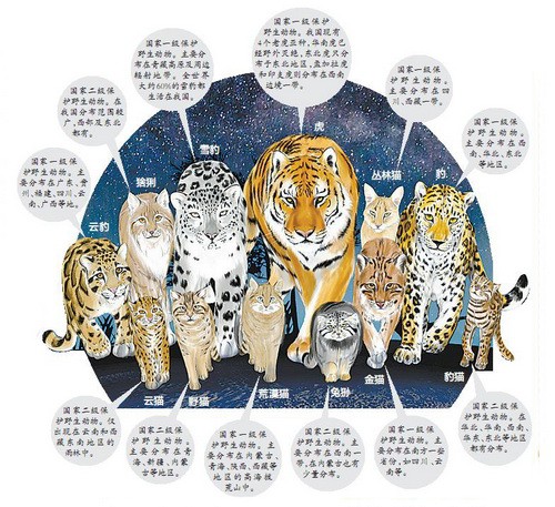 猫科动物"全家福" 您能认出哪几种?