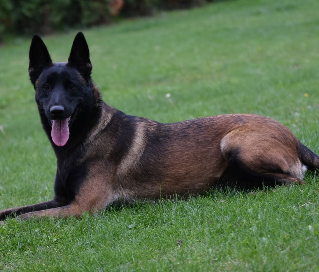 马犬价格揭秘:纯种马犬的市场行情与购买建议