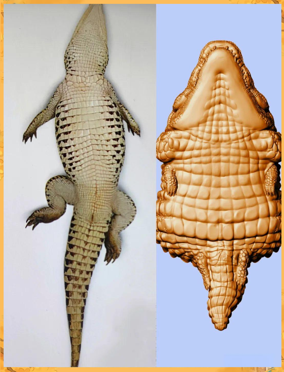 鳄鱼的秘密:从生存到进化,全面解读