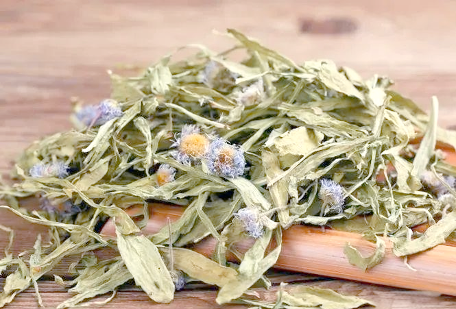 深入探索中药世界:灯盏细辛