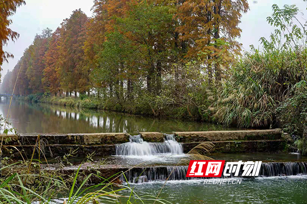 祁东水杉林"红"了,你约了吗?
