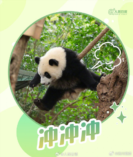 转发收藏!熊猫加油表情包来啦