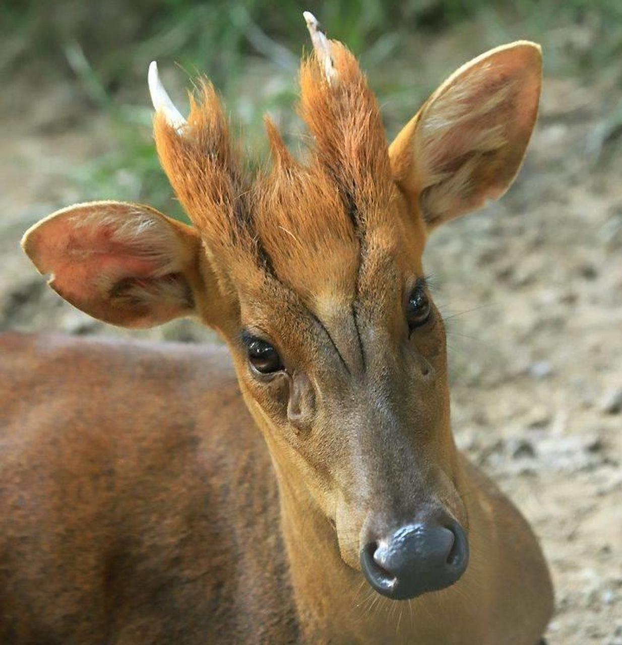 鹿这种动物大家都不陌生,很多朋友都亲眼见过,但却未必知道麂是什么
