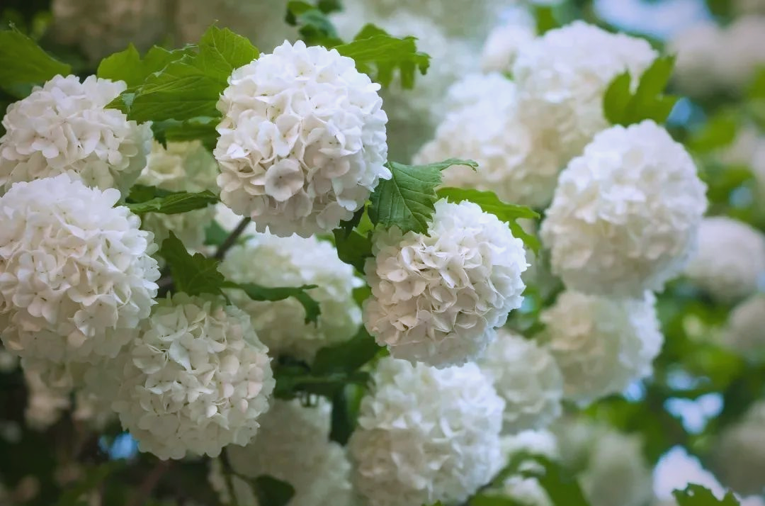 洁白如雪,繁花似锦