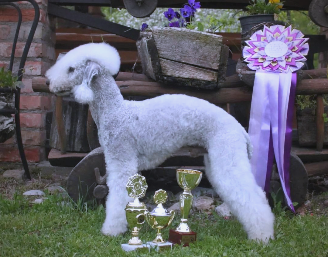 深入了解贝灵顿梗:羊咩咩的小猎犬形象