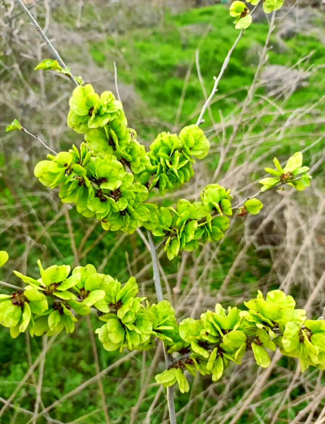 榆钱子:春日的美景与生命的启示