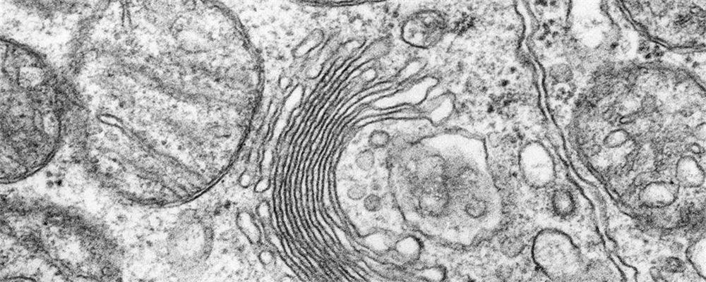 高尔基体的功能是什么?