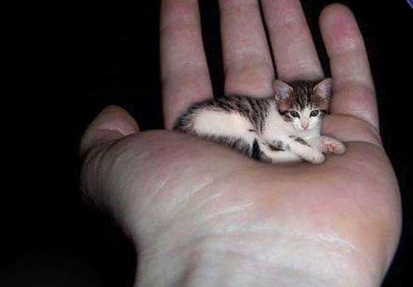 世界上最小的猫咪,身高不足巴掌大,睡前一定要亲吻主人!