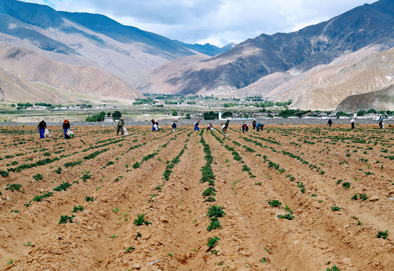 记者 次旺 摄近年来,西藏自治区日喀则市南木林县卡孜乡土豆种植基地
