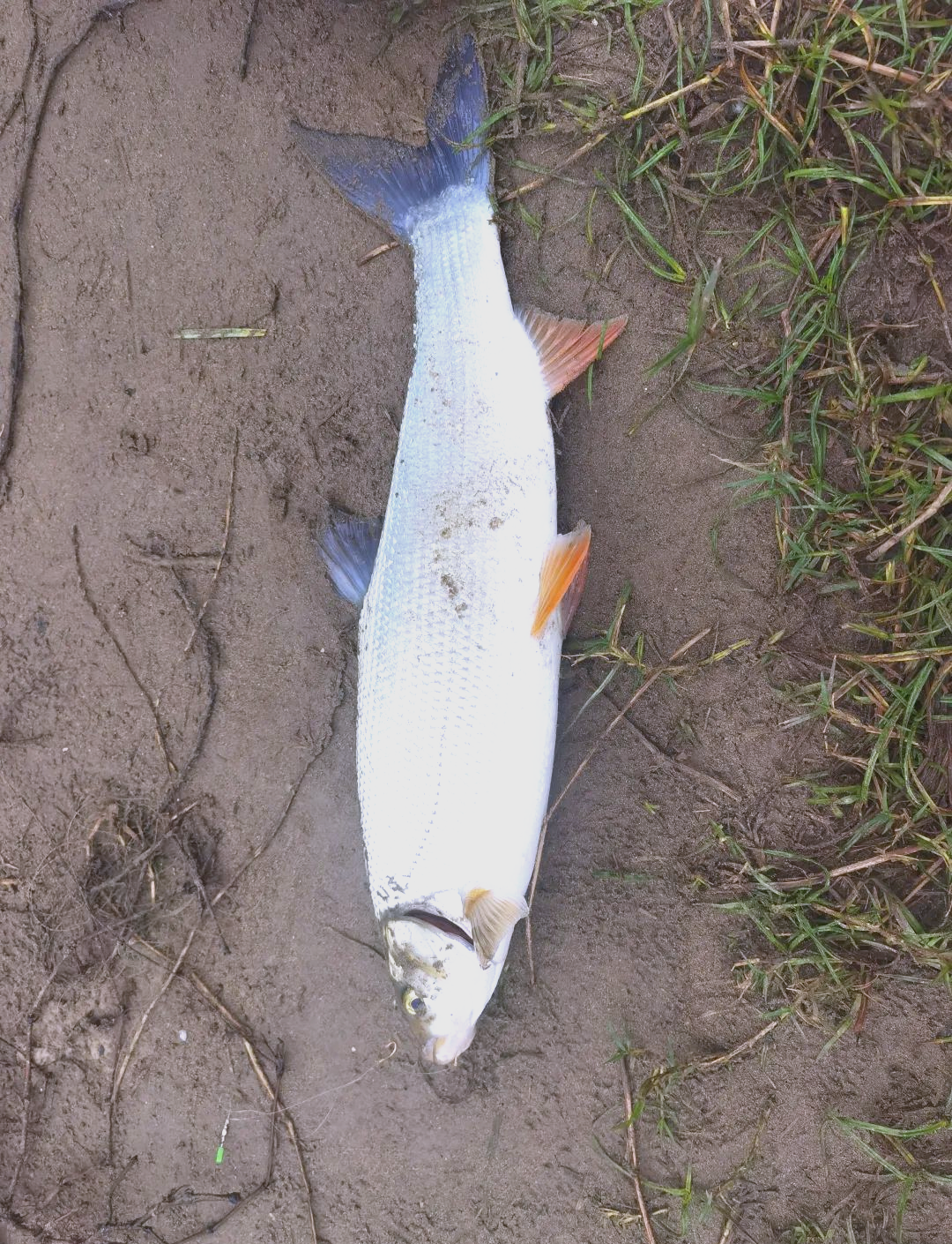 长江淡水鱼惊现"难吃"品种?重庆小伙新年垂钓遭遇!