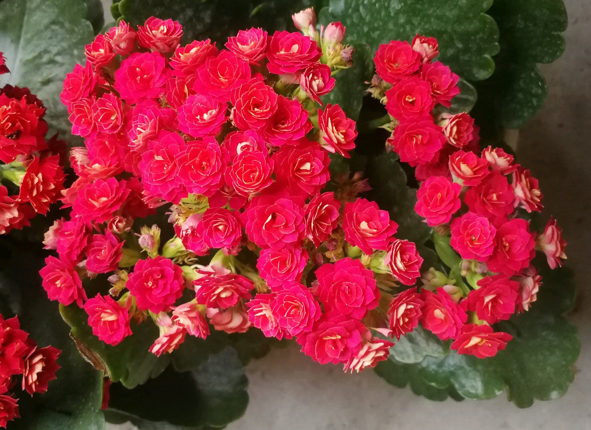 长寿花"红狐狸"—美丽又喜庆的盆栽花,阳台养一棵,三季有花看