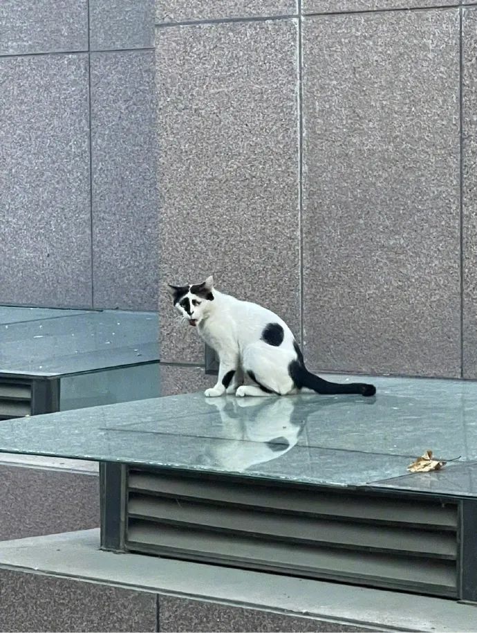 一只奶牛猫长得会有多潦草?看到第一只我就震惊了 一只奶牛猫长得会有多潦草?看到第一只我就震惊了