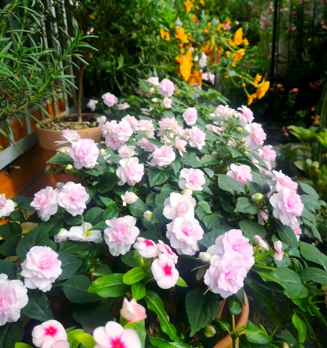 阳台盆栽新选择:水梅花,美观且花期长,常年有花开