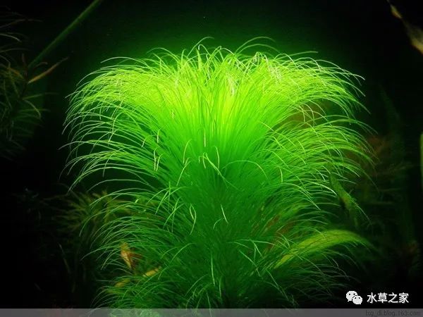 澳洲大细叶太阳水草:澳洲大细叶太阳图片,资料