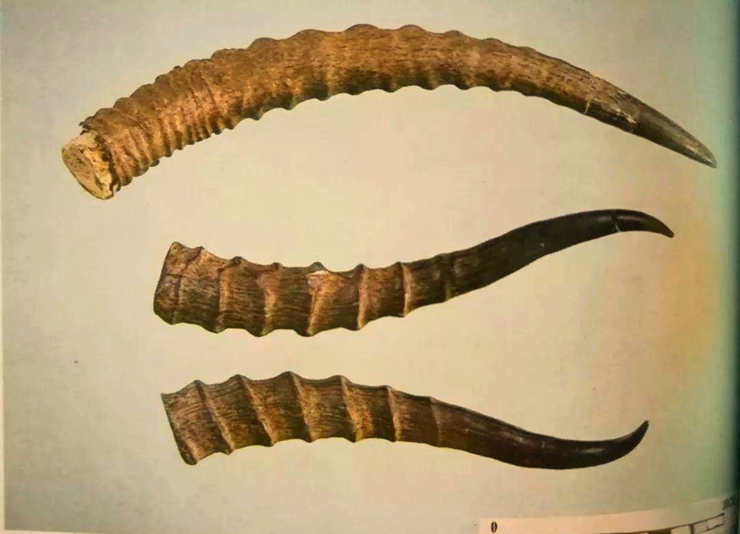 揭秘羚羊角:从外观到药用的全面指南