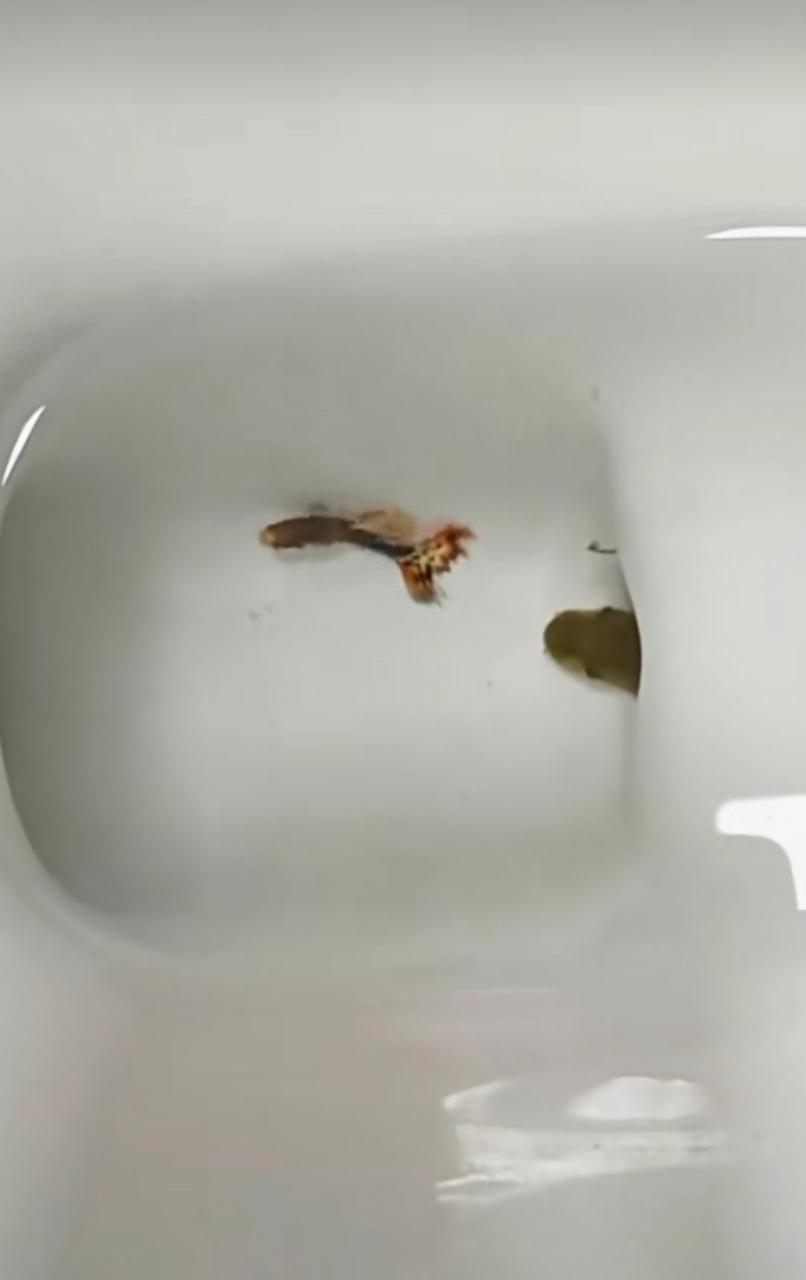 鱼掉到马桶捞不上来,花600块请了个捞鱼师傅,想问下各位值这个价吗?