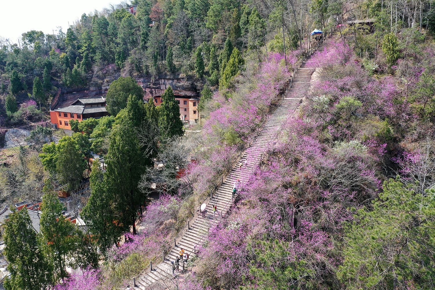 天台赤城山紫荆花图片