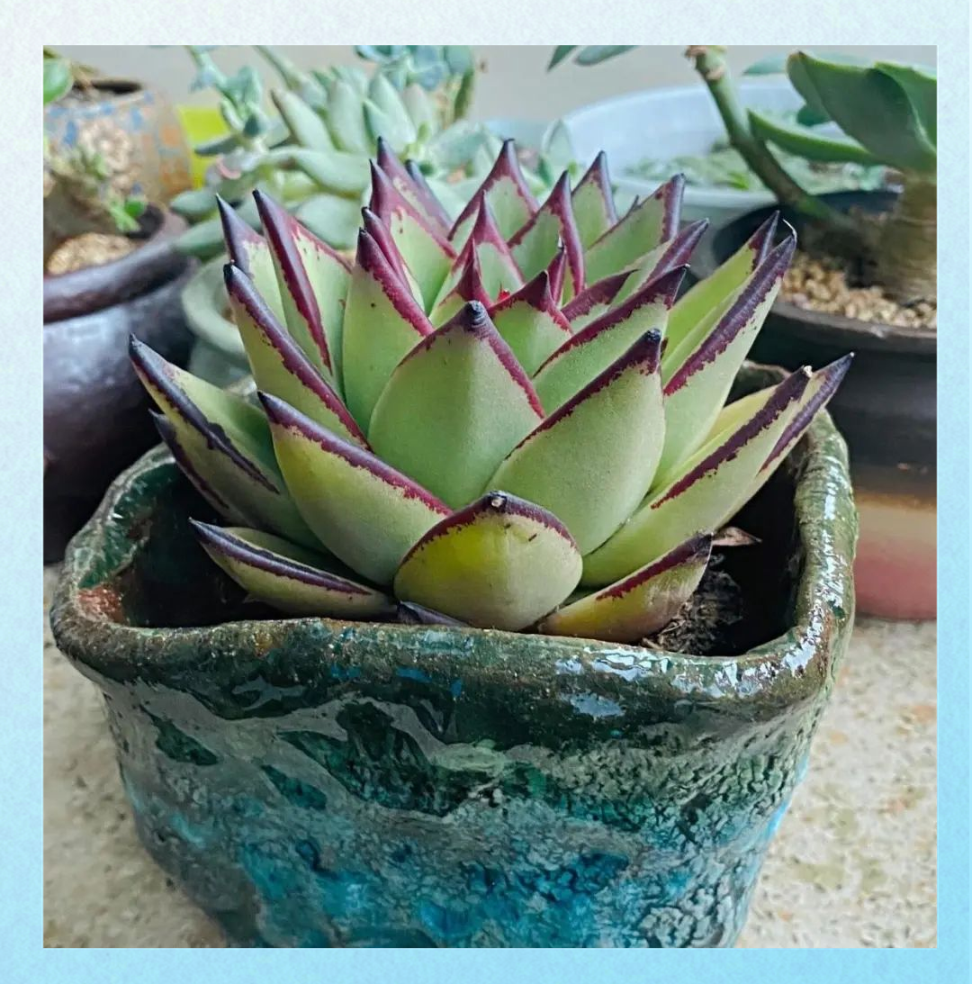 乌木多肉养护全攻略:光照与空间的重要性