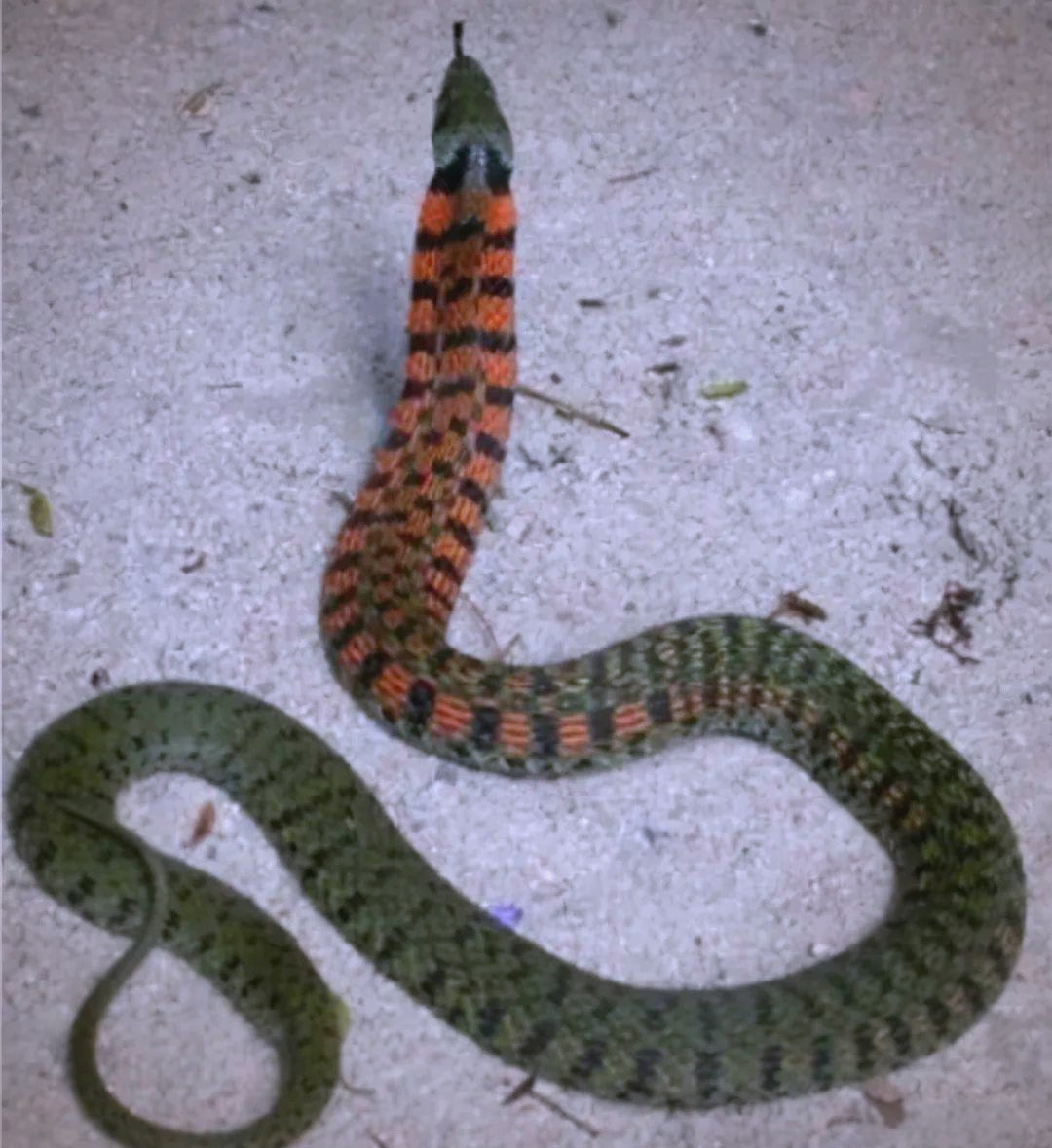 虎斑颈槽蛇:无毒蛇中的"鸡冠蛇"原型?