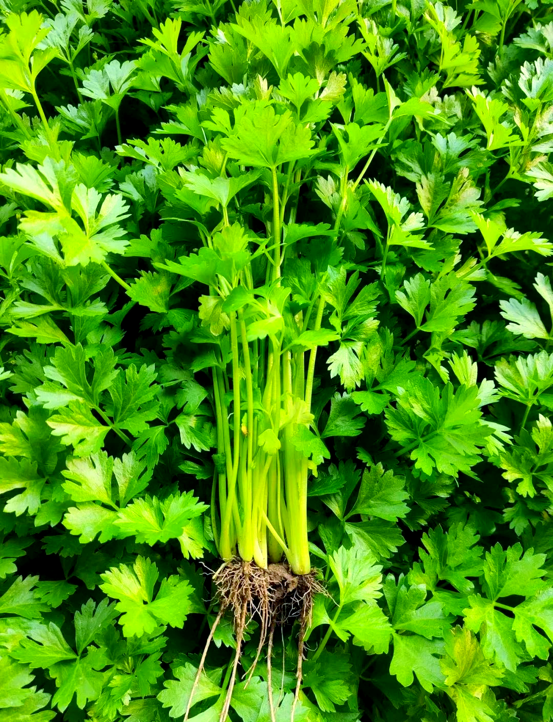 或许大家对普通芹菜并不陌生,然而,小香芹以其更为馥郁的香气脱颖而出