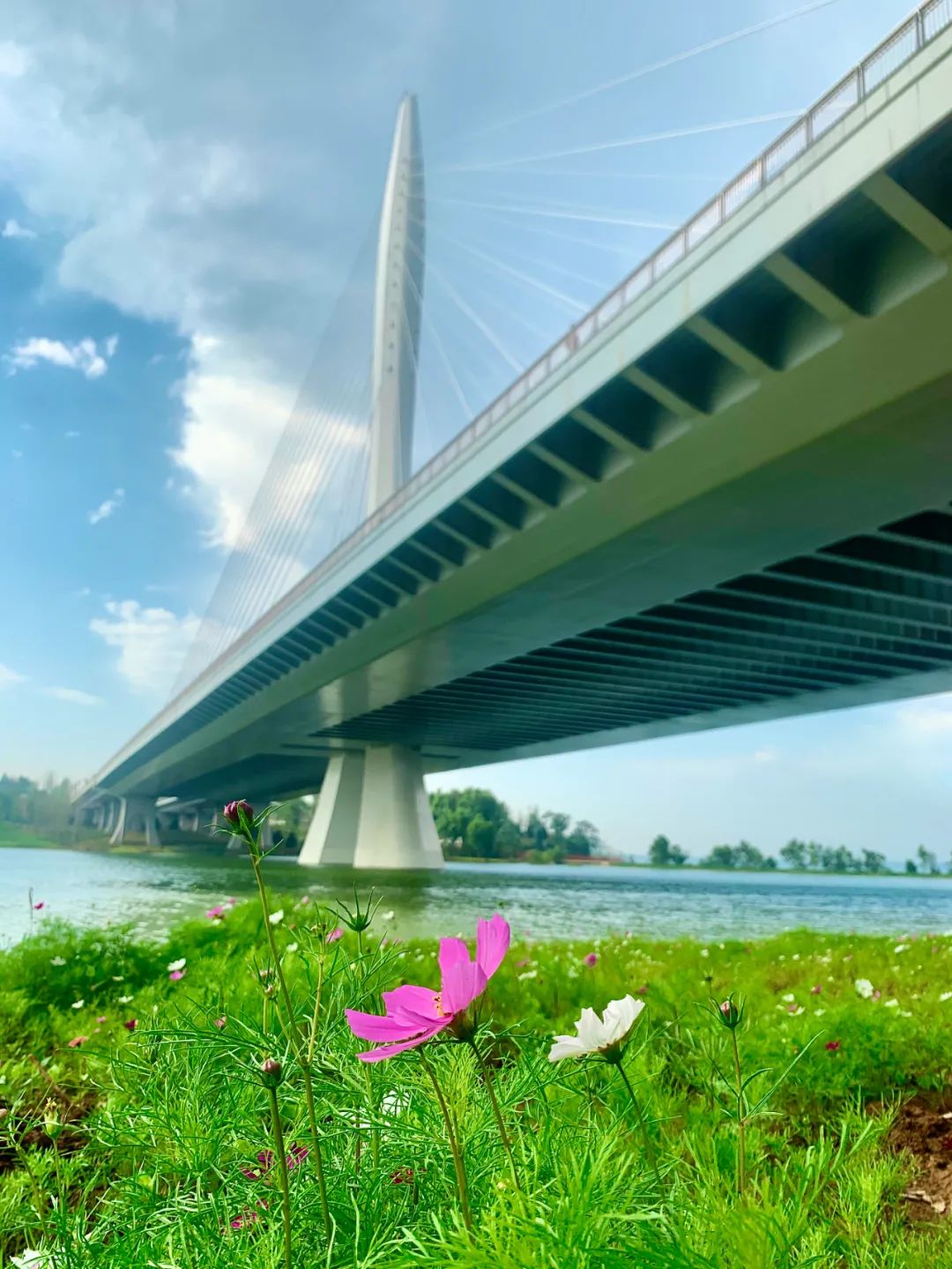 神农湖大桥图片
