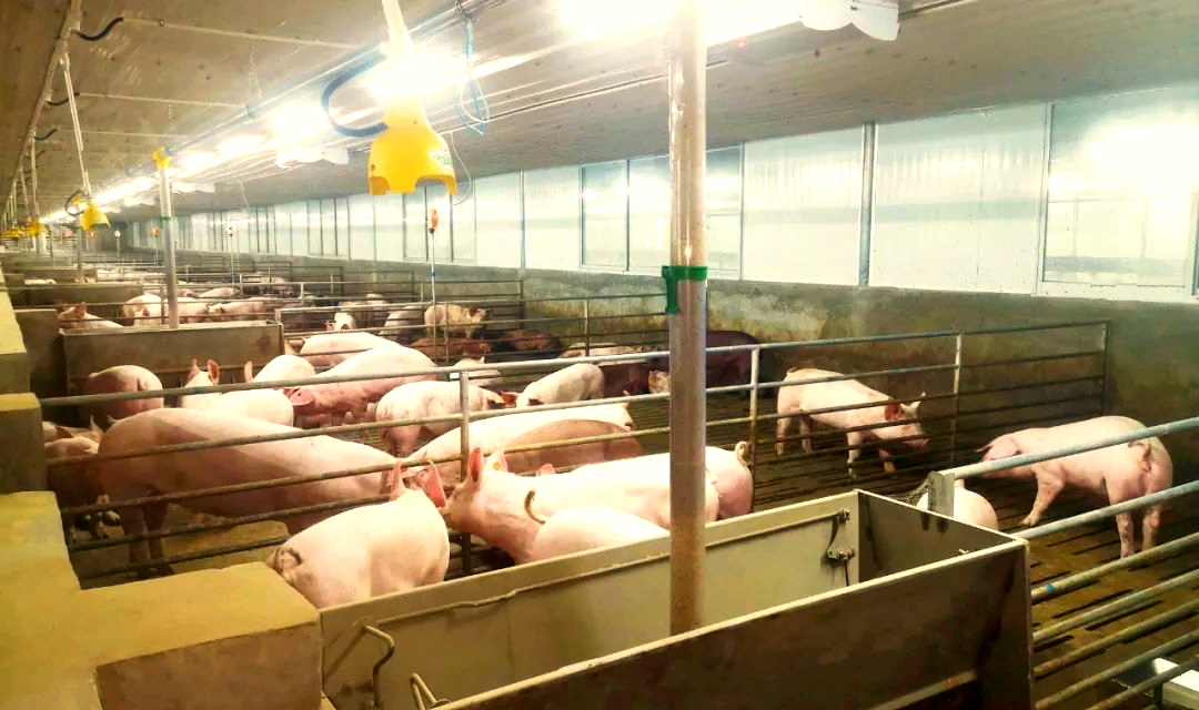 踏入港北区武乐镇的贵牧生猪养殖示范区,一排排现代全密闭大跨度猪舍
