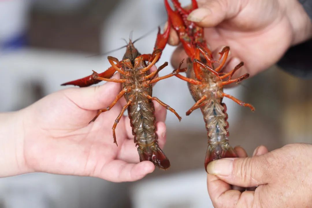 开吃!望城这里的荷花虾抢"鲜"上市!