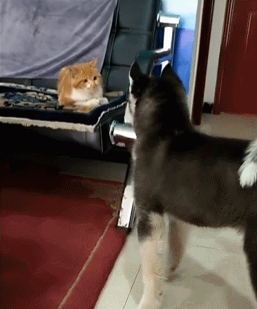 猫:这几天总觉得睡醒起来头有点痛 03 "看我的无敌小旋风" 04 猫:瞅啥