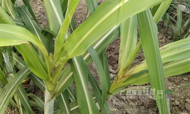 警惕!甘蔗得了梢腐病不可掉以轻心,三大防治措施农民必须了解