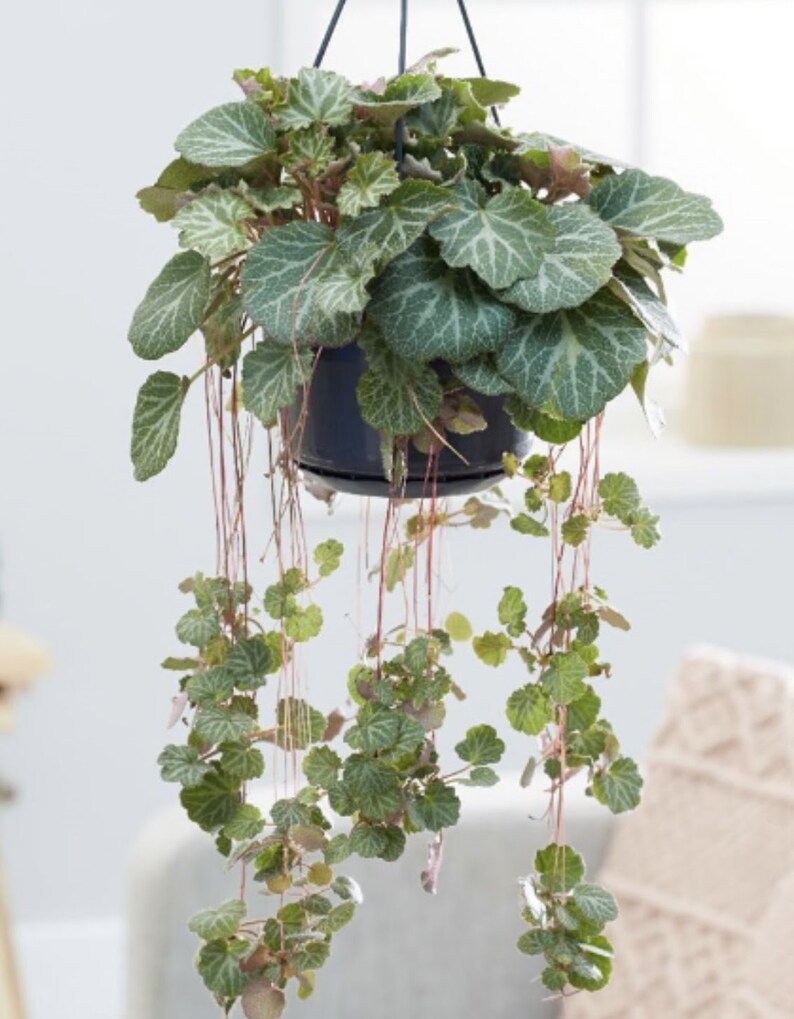 点亮生活的小绿叶:虎耳草的养殖艺术