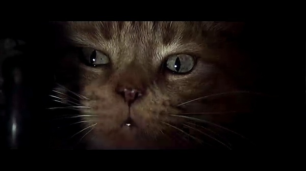 盘点影视剧中那些深入人心的猫