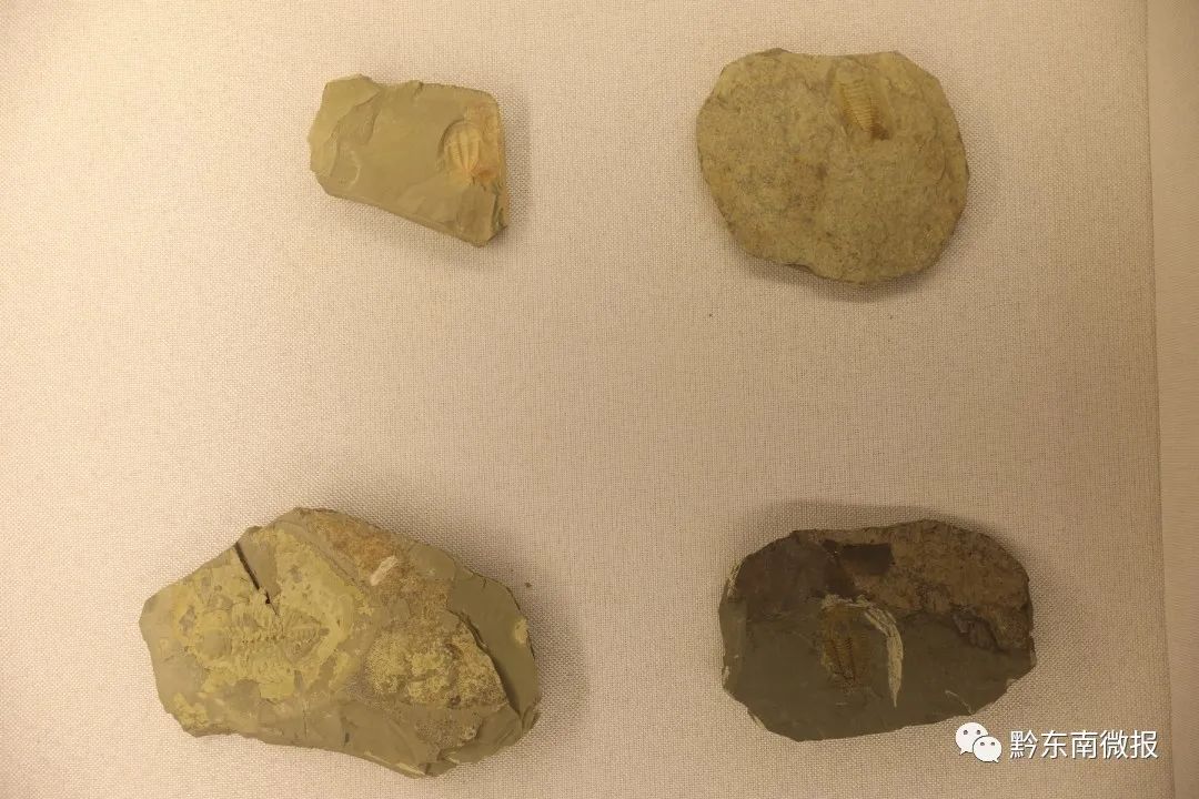 "凯里生物群"——始海百合