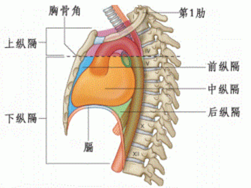 剑突和胃位置结构图片图片